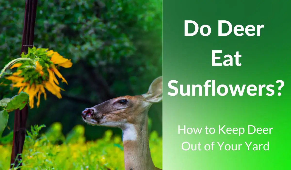 Do Deer Eat Sunflowers