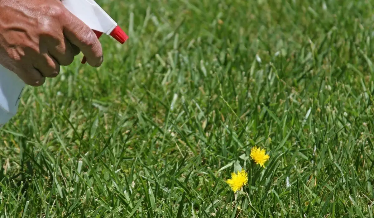 Does Ammonia Kill Weeds - Find The 7 Best Answers About Weed Control Today