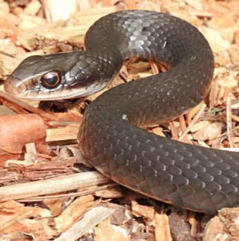 Does Mulch Attract Snakes And Other Wildlife - Find The Best Answer Here