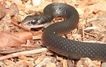 Does Mulch Attract Snakes And Other Wildlife - Find The Best Answer Here
