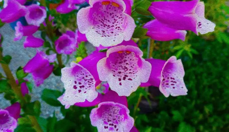 Get To Know If Foxgloves Poisonous To Touch
