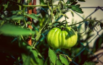 Growing Beefsteak Tomatoes In Pots