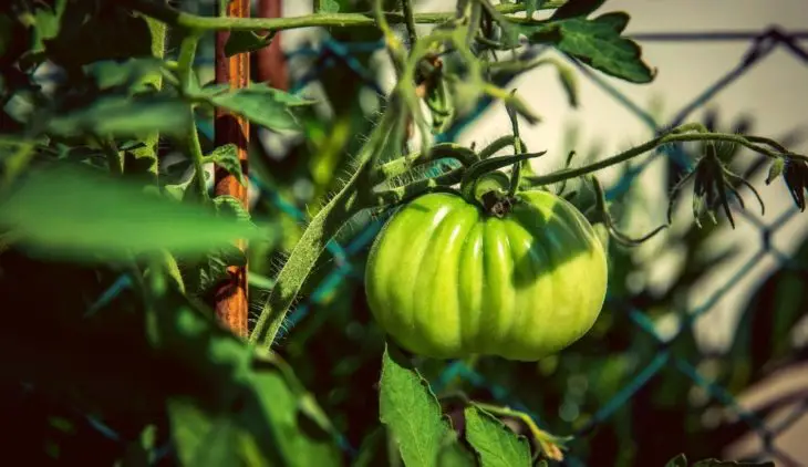 Growing Beefsteak Tomatoes In Pots