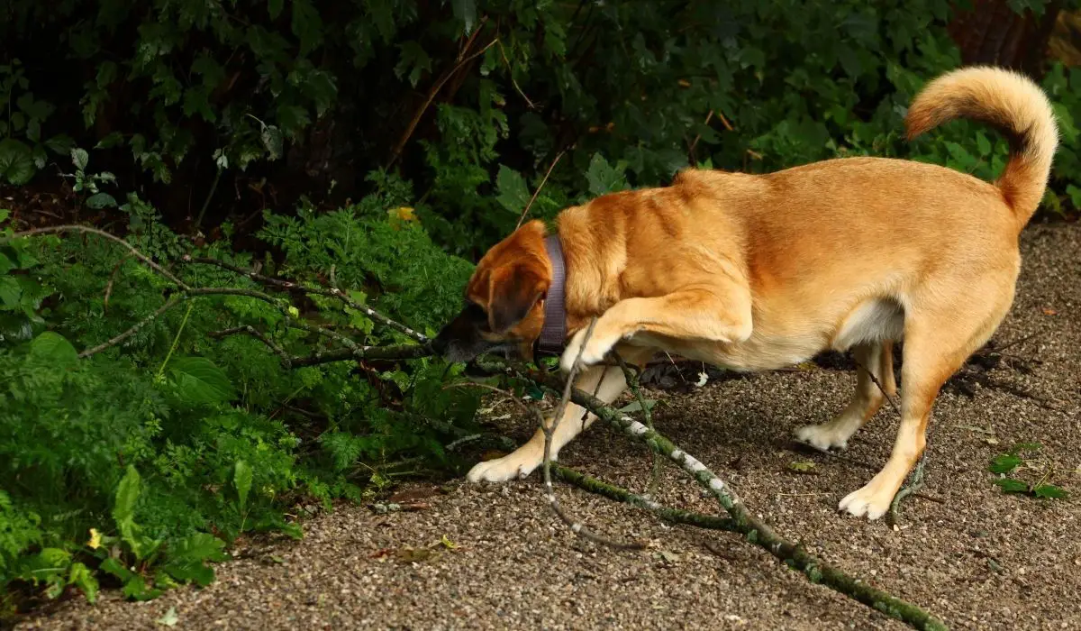 How To Fix A Yard Destroyed By Dogs - 6 Guidelines To Repairing A Yard Destroyed By Dogs - Gardening Dream