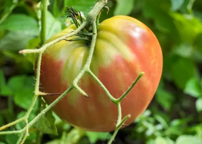 How many tomatoes does a beefsteak plant produce
