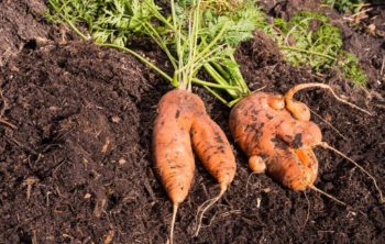 Interesting Things About Carrot Roots