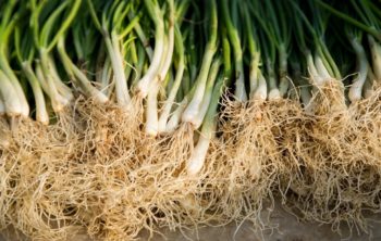 Is Onion A Root Vegetable - Find Out The Amazing Answer About Onion Plant Type