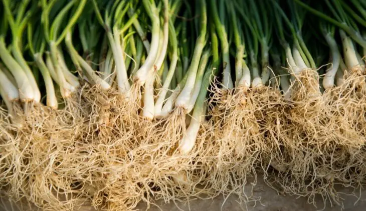 Is Onion A Root Vegetable - Find Out The Amazing Answer About Onion Plant Type