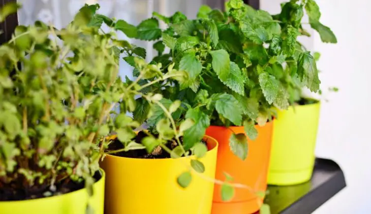 Problems With Self Watering Pots – Top 5 Common Problems