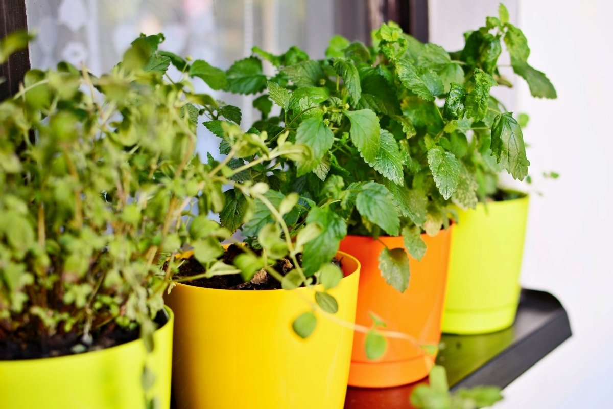 Problems With Self Watering Pots – Top 5 Common Problems