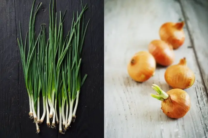 Sprouted Onion Vs Spring Onion