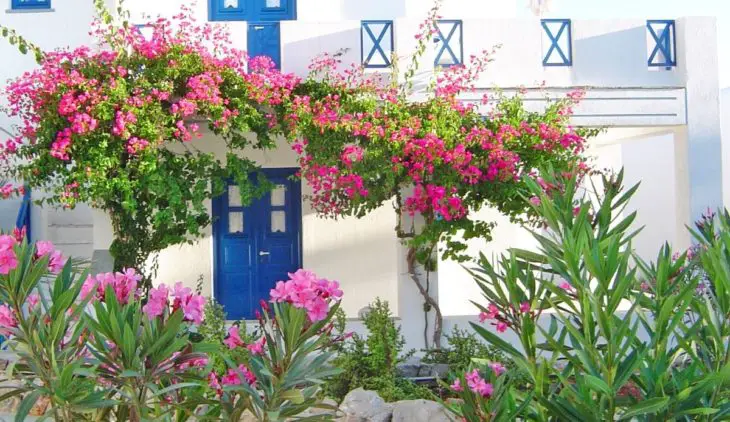 Things You Need to Know About Greece National Flower - Best 6 Tips