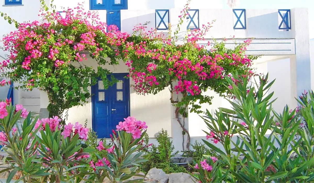 greece national flower