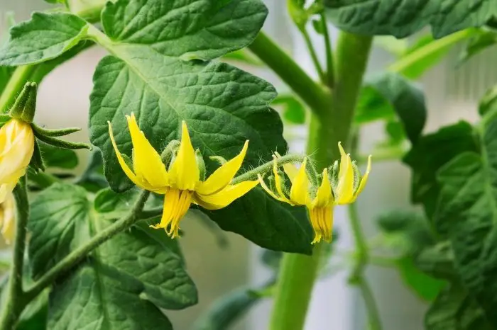 Tips On How To Enhance Tomato Plants To Flower