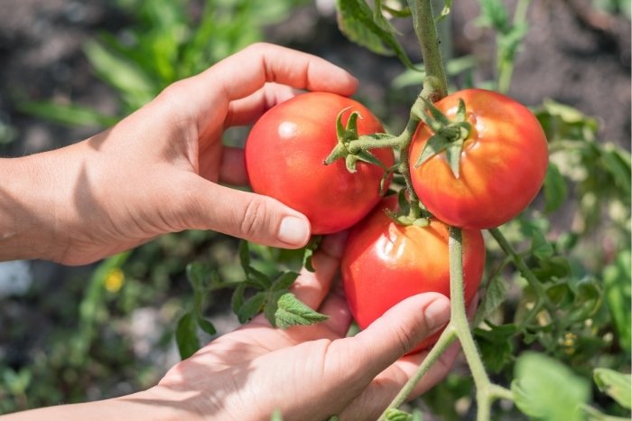 Tips On How To Extend The Life Span Of Your Tomato Plants