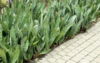 Can You Plant Snake Plants In The Ground?