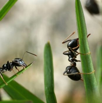 Does Neem Oil Kill Ants? - A Deeper Research 