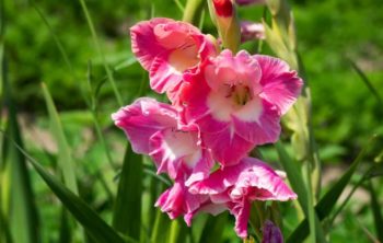 Why Are My Gladiolus Not Blooming?