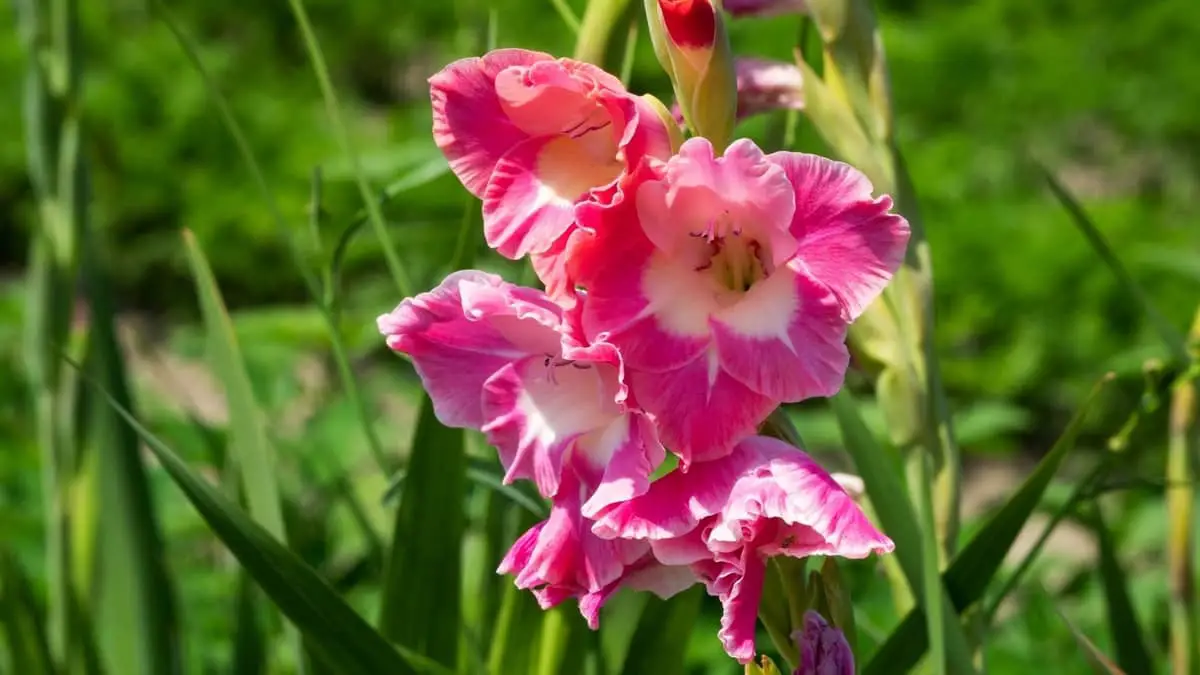 Why Are My Gladiolus Not Blooming?