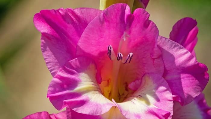 What months do gladiolus bloom?