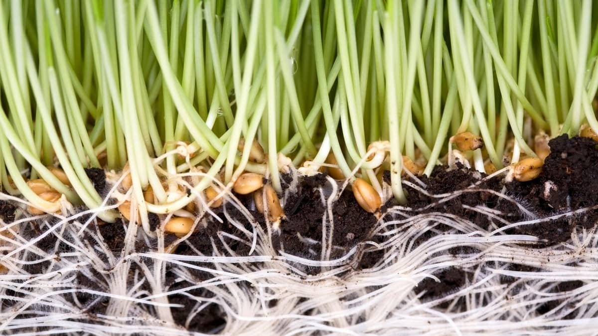 15 Plants With Fibrous Roots System 