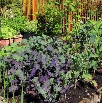 The Beginner Basic Vegetable Garden Layout