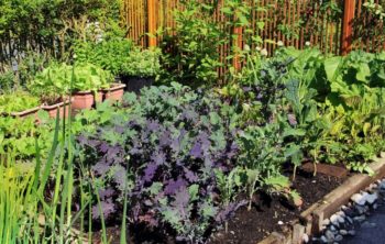 The Beginner Basic Vegetable Garden Layout