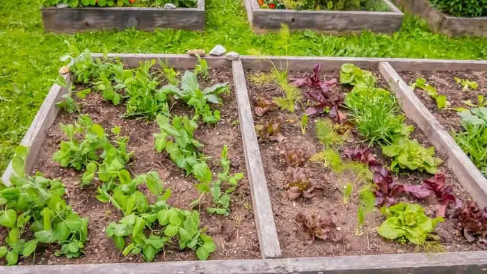 What vegetables should not be planted next to each other?
