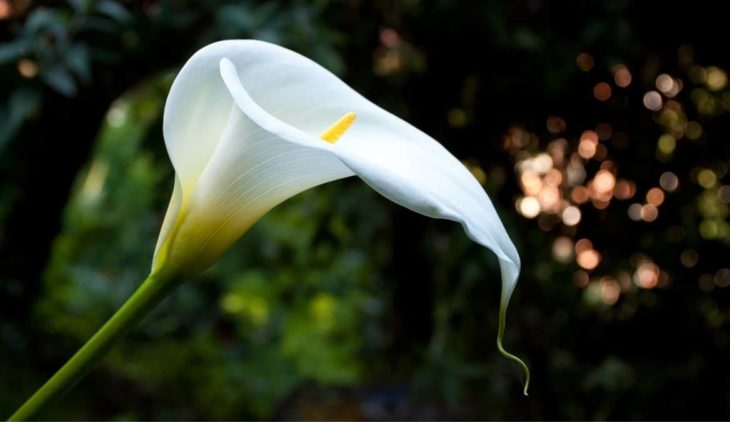 Why Is My Calla Lily Drooping?