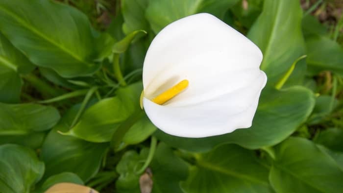 calla lily care indoors drooping