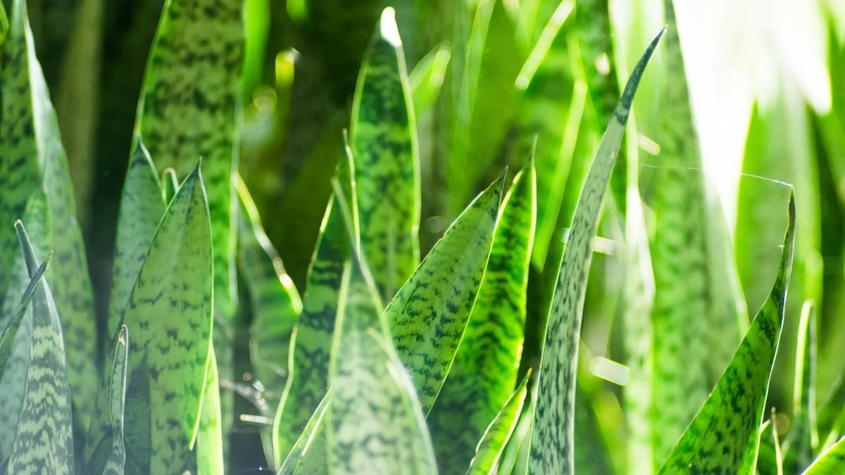 Snake Plant Underwatered - Things You Need To Know!