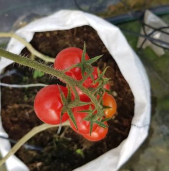 What Is The Best Grow Bag Size For Tomatoes?