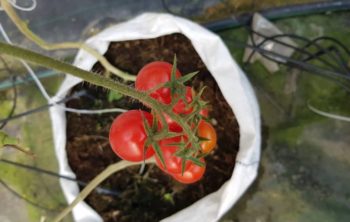 What Is The Best Grow Bag Size For Tomatoes?