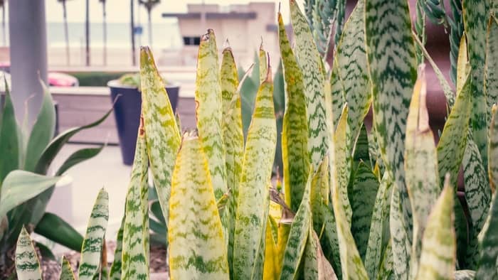 how to know if snake plant is underwatered?