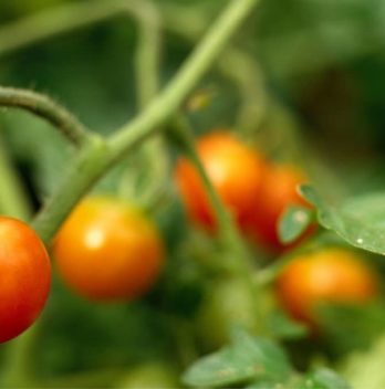 How Long Do Tomato Plants Produce? 