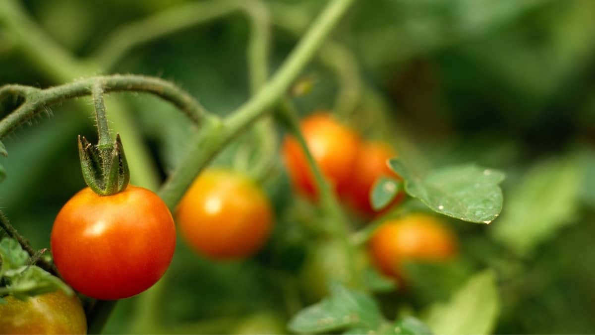 How Long Do Tomato Plants Produce? 