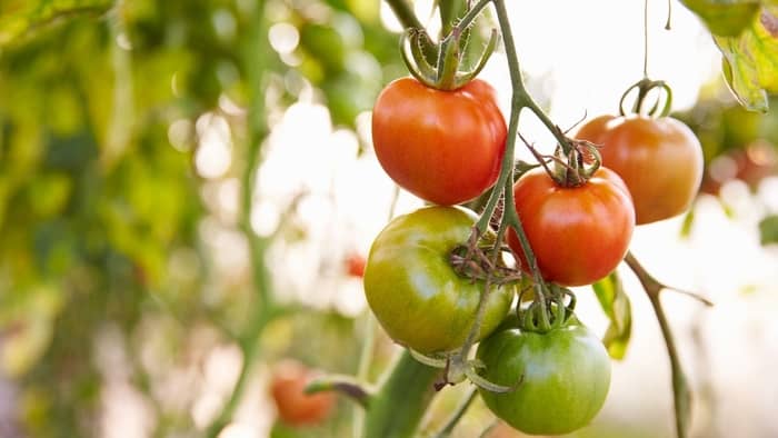 What time of year do tomato plants stop producing?