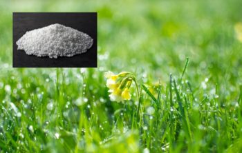 Will Ammonia Kill Grass - Pick The Correct Type For Your Needs