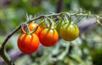 how long do tomato plants live