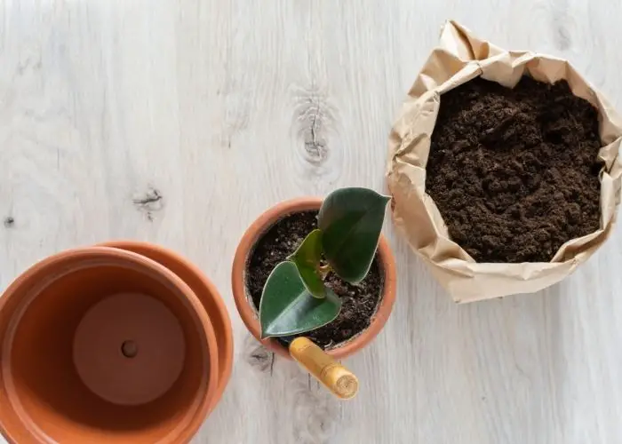 how to use coffee grounds in plants