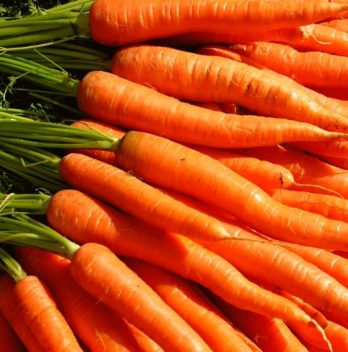 is carrot a root