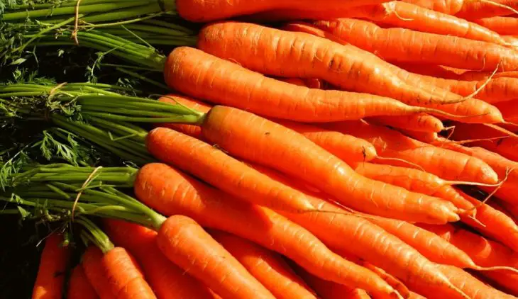 is carrot a root