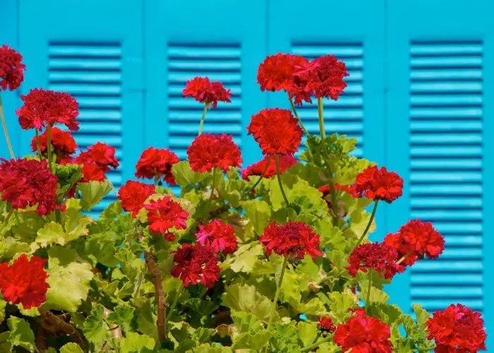 Cosas que necesita saber sobre la flor nacional de Grecia - Los 6 mejores  consejos - Gardening Dream