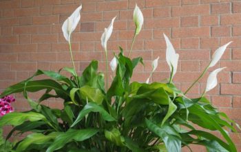 11 Amazing Plants That Look Like Peace Lily