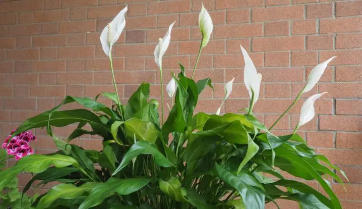 11 Amazing Plants That Look Like Peace Lily