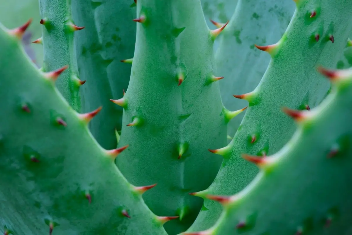 Aloe With Spikes - What Are The Reasons To Aloe Having Spikes