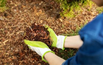 Are Pine Needles Good Mulch For Tomatoes