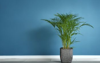 Areca Palm Low Light Requirements And Other Plant Care Tips