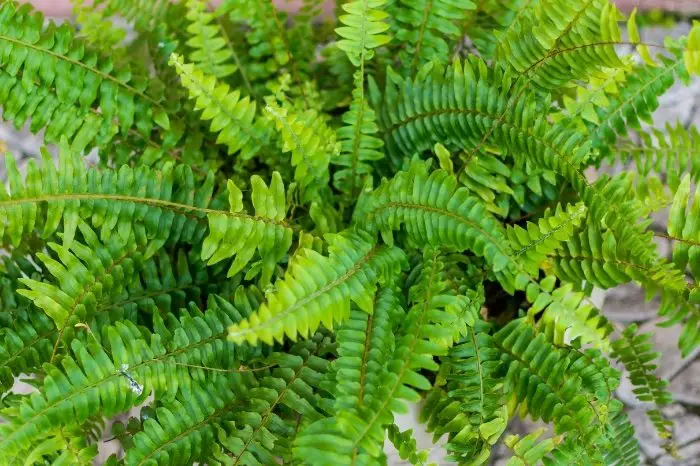 Boston Fern - Interesting Facts About Them
