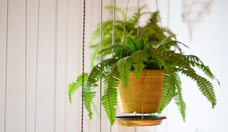 Boston Fern Roots And Their Propagation